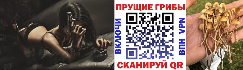 Псилоцибиновые грибы Psilocybe  купить наркоту  Волжск 
